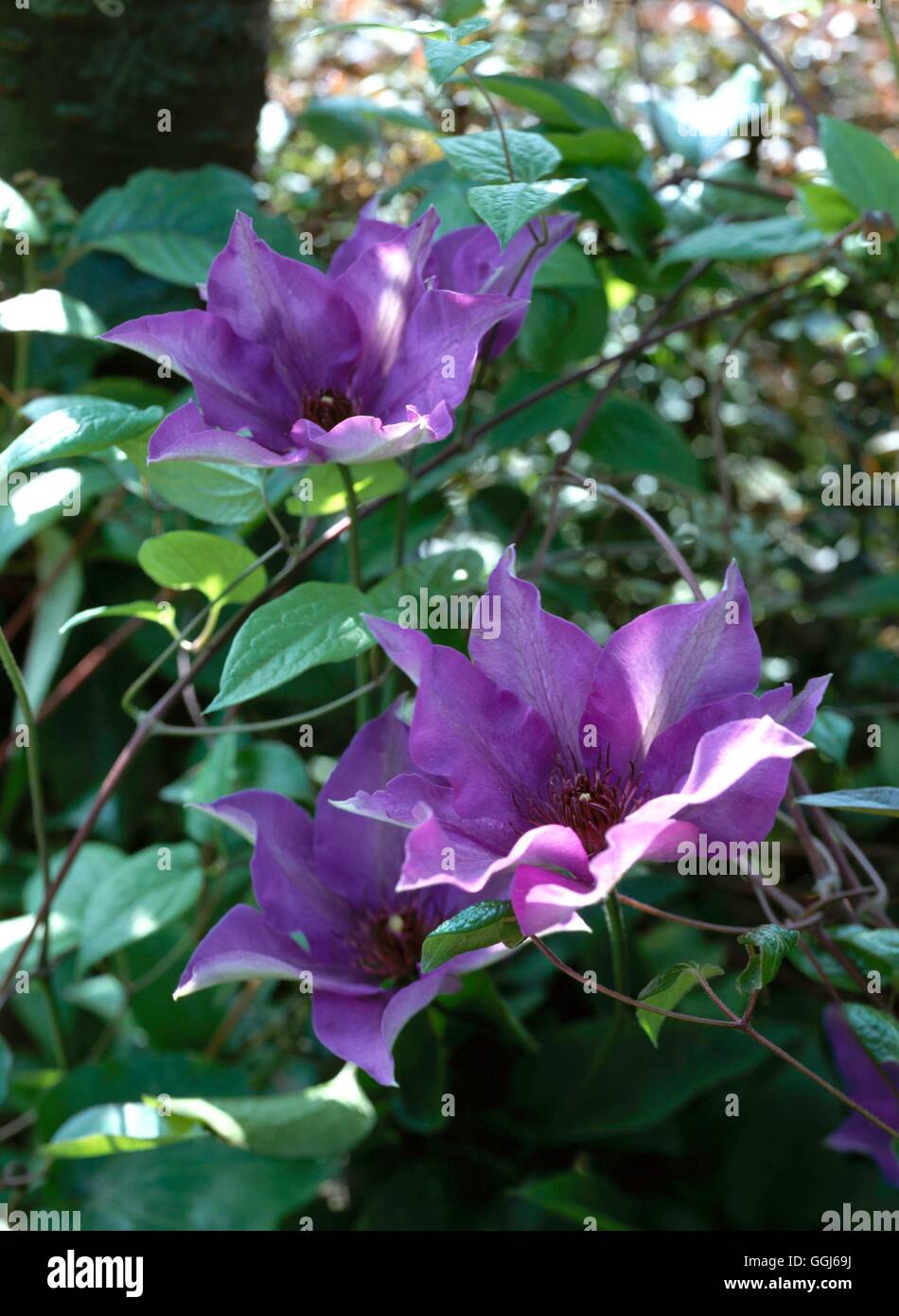 Clematis - `The President' AGM   CLE044011 Stock Photo